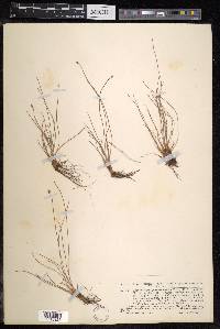 Fimbristylis polytrichoides image