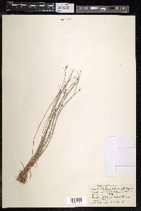 Fimbristylis subbispicata image