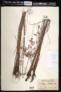 Fimbristylis dichotoma image