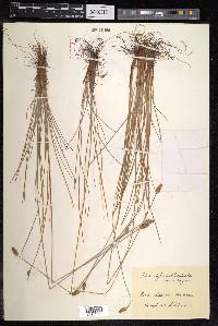 Fimbristylis subbispicata image