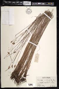 Fimbristylis subbispicata image