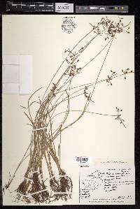 Fimbristylis dichotoma subsp. podocarpa image