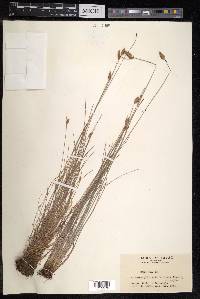 Fimbristylis subbispicata image