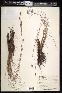 Fimbristylis subbispicata image