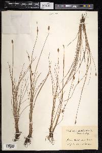 Fimbristylis subbispicata image