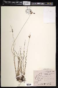 Fimbristylis ferruginea image