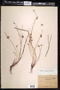 Scirpus prolifer image