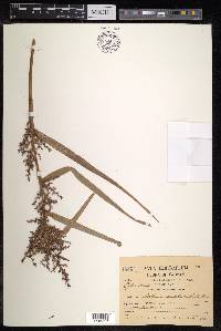 Scleria scrobiculata image
