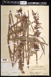 Scleria scrobiculata image