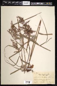 Scleria scrobiculata image