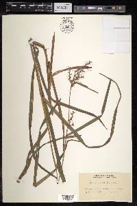Scleria scrobiculata image