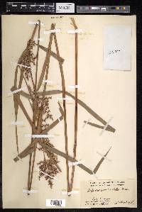 Scleria scrobiculata image