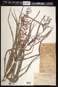 Scleria scrobiculata image