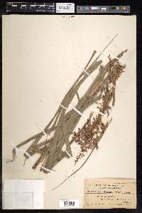 Scleria scrobiculata image