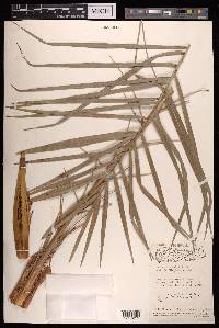 Phoenix acaulis image