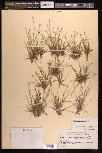 Eriocaulon truncatum image