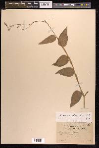 Rhopalephora vitiensis image