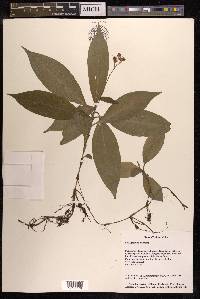 Pollia japonica image