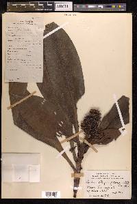 Pollia thyrsiflora image