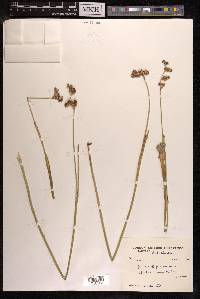 Juncus punctorius image