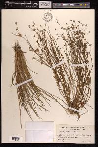 Juncus prismatocarpus image