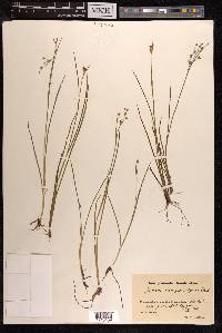 Juncus articulatus subsp. articulatus image