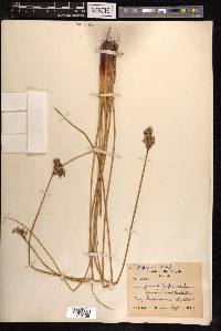 Juncus inflexus image