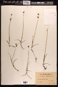 Juncus castaneus image