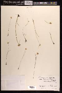 Juncus benghalensis image