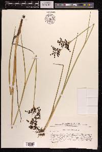 Juncus atratus image