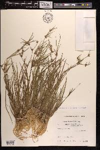 Juncus prismatocarpus subsp. leschenaultii image