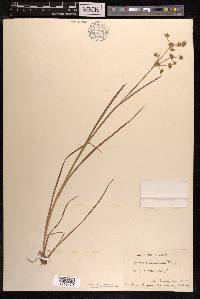 Juncus prismatocarpus subsp. leschenaultii image