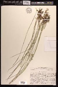 Juncus filiformis image