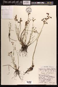 Juncus articulatus image