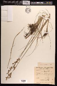 Juncus gerardii image