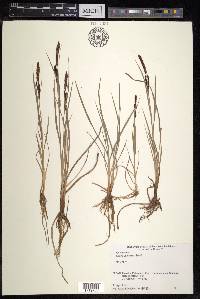 Carex thunbergii image