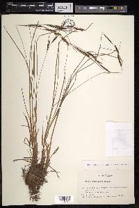 Carex thunbergii image