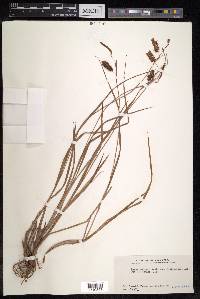 Carex maximowiczii image