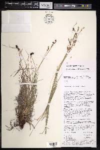 Carex pediformis image