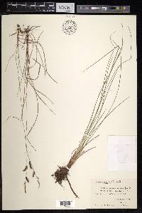 Carex nigra image