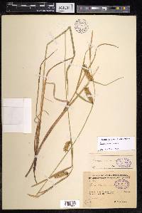 Carex vesicaria image