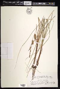 Carex rostrata image