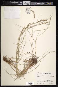 Carex nubigena image