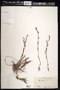 Carex siderosticta image
