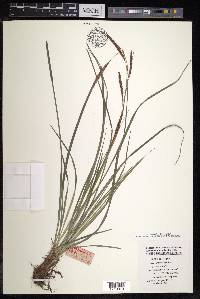 Carex nemostachys image