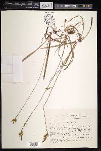 Carex vaginata image