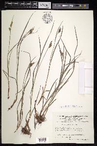 Carex pallescens image