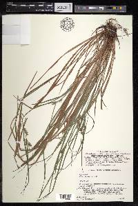 Carex brownii subsp. transversa image