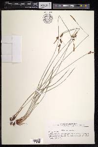 Carex tomentosa image