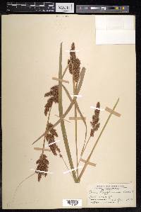 Carex rafflesiana image